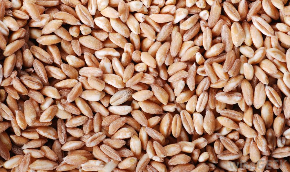 Farro One of The Healthiest Grains You Can Consume