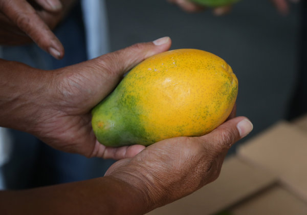 GMO rainbow papaya
