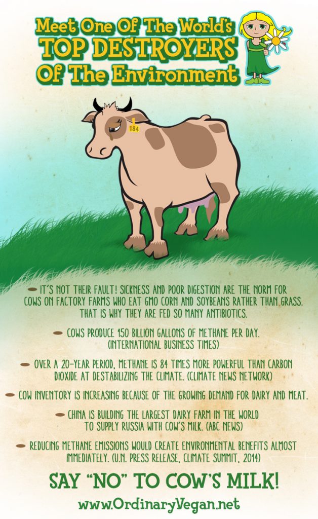 Cows produce 150 billion gallons of methane per day and methane is 84 times more powerful than carbon dioxide at destabilizing the climate. (#vegan) ordinaryvegan.net